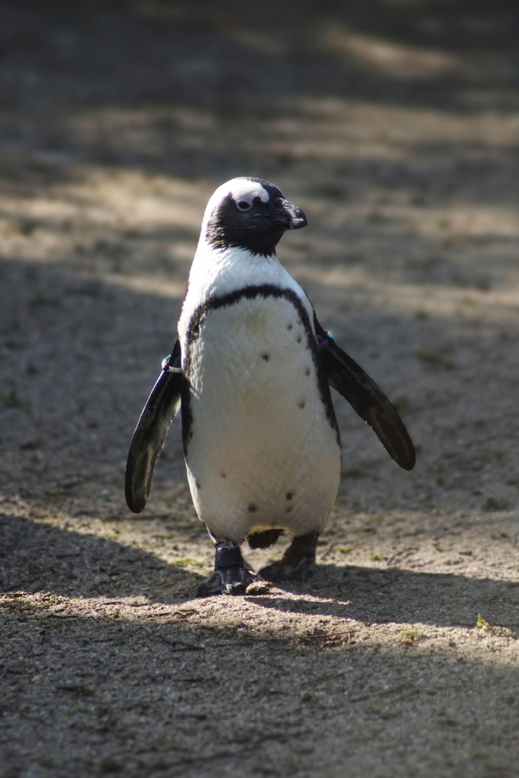 Artis Zoo Amsterdam – Animals, Nature & Fun for the Whole&nbsp;Family